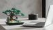 CHAN BONSAI TREE NF10322 фото 12